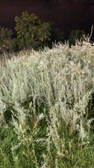 Artemisia filifolia