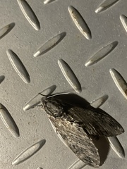 Agrius godarti