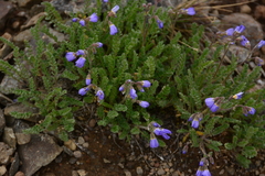 Polemonium pulcherrimum