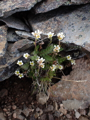 Saxifraga cespitosa