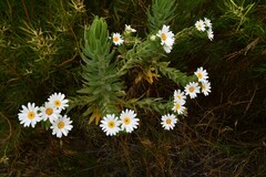 Osmitopsis asteriscoides