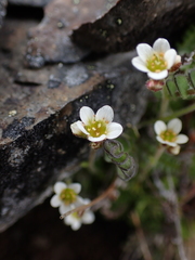Saxifraga cespitosa