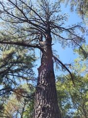 Pinus echinata