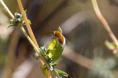 Sparnopolius confusus