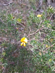 Pultenaea juniperina