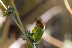 Sparnopolius confusus