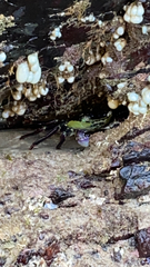 Leptograpsus variegatus