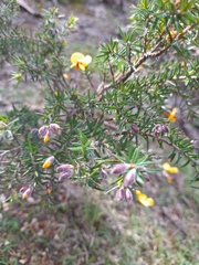 Pultenaea juniperina