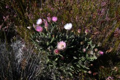 Phaenocoma prolifera