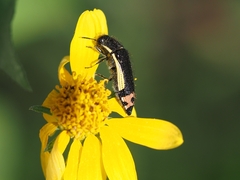 Acmaeodera flavomarginata