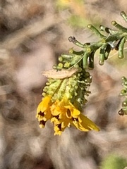 Holocarpha virgata virgata