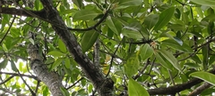 Nectariniidae