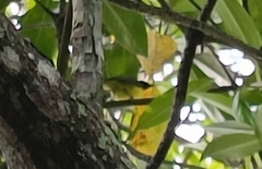 Nectariniidae