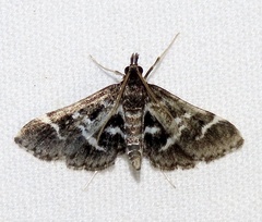 Diasemiodes janassialis