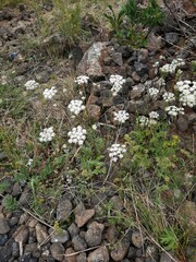 Kitagawia baicalensis