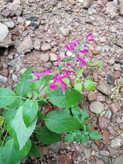 Salvia iodantha