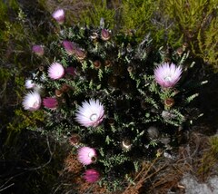 Phaenocoma prolifera