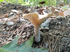 Russula fragrantissima