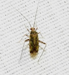Phytocoris eximius