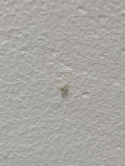 Brachymyrmex depilis