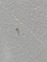 Brachymyrmex depilis