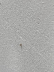 Brachymyrmex depilis