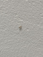 Brachymyrmex depilis