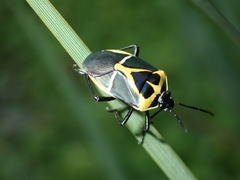 Commius elegans
