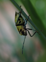 Commius elegans