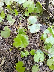 Hydrocotyle sibthorpioides