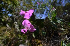 Podalyria calyptrata