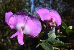 Podalyria calyptrata