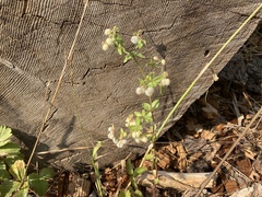 Galium sparsiflorum