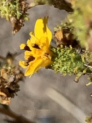 Holocarpha virgata virgata