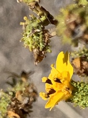Holocarpha virgata virgata