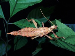 Heteropteryx dilatata