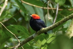 Ceratopipra rubrocapilla