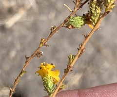 Holocarpha virgata virgata