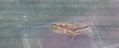 Pseudoxya diminuta