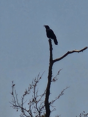 Corvus brachyrhynchos