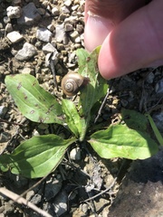 Webbhelix multilineata