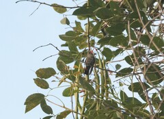 Chlorostilbon lucidus