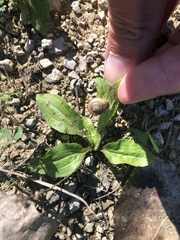 Webbhelix multilineata