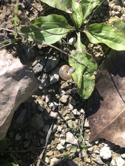 Webbhelix multilineata