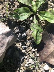 Webbhelix multilineata