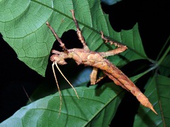 Heteropteryx dilatata