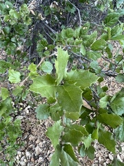 Quercus parvula
