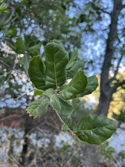 Quercus parvula