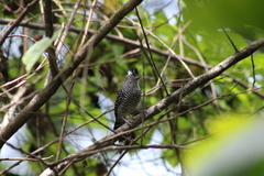 Thamnophilus doliatus