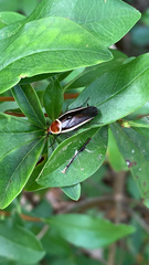 Pseudomops septentrionalis